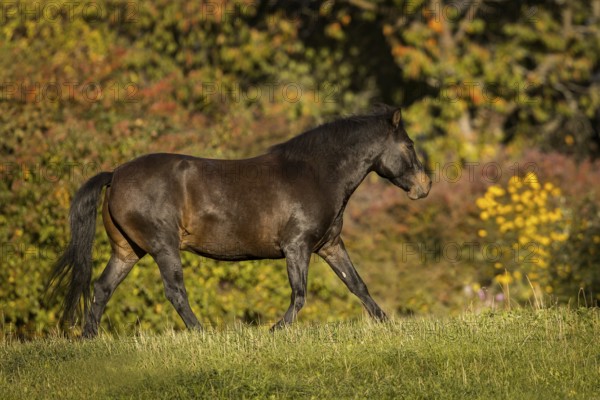 Huzule pony on the pasture in autumn, Austria, Europe