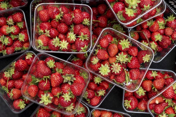 Baskets full of fresh delicious red healthy strawberries from a fruit market Fresh red Strawberry fruits
