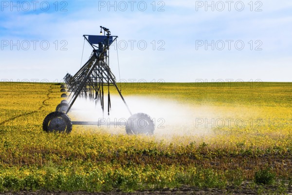 Fine water mist is seen coming from a portable pivot irrigation system on wheels, crop cultivation and management in Alberta, Canada. With copy space