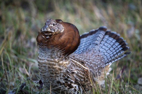 Ruffed Grouse in Manitoba Canada full regalia Canada