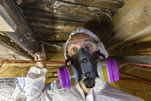 A close up view of an environmental quality inspector wearing respirator, pointing towards lignicolous fungi, white wood rot in timber floor boards