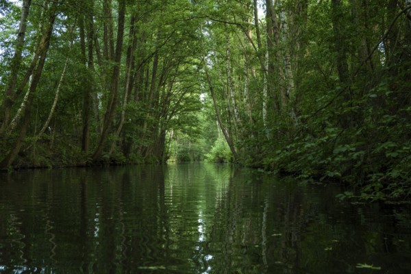 Travelling by kayak in the Lower Spreewald 4