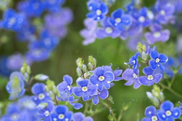 Veronica chamaedrys, blue blossoms in spring