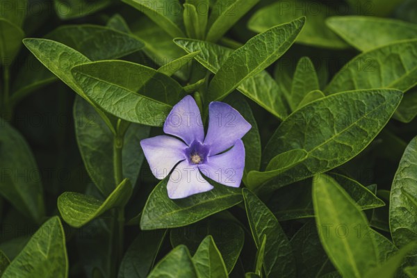 Purple blue flowers of periwinkle, vinca minor