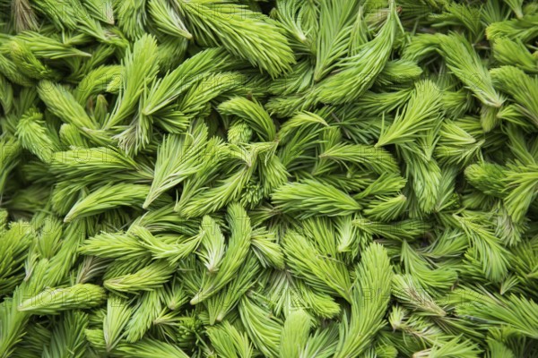 Fresh green spruce shoots. Young shoots of spruce trees in the spring. Nature green background