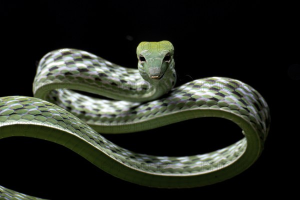 Close up photo of Asian vine snake in black background