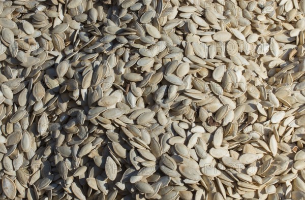Pumpkin seeds. Background of pumpkin seeds. A lot of seeds