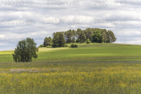 Nature reserve of Rotenbach meadows in High Black Forest. Friedenweiler, Baden-Wurttemberg, Germany, Europe