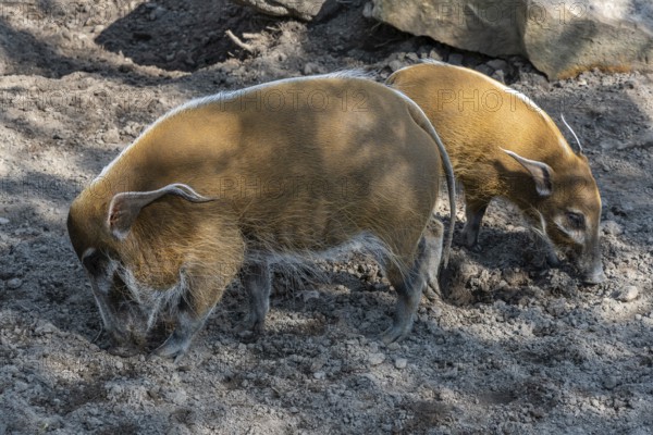 Red River Hog (Potamochoerus porcus) looking for food