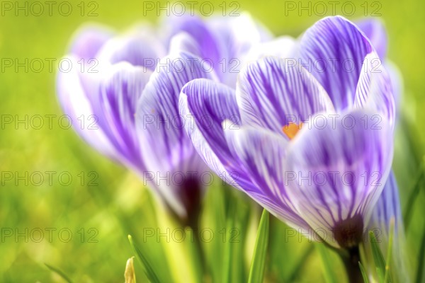 Beautiful springflower crocus in the garden