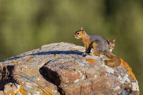 Caucasian squirrel, (Sciurus anomalus), animal, animals, mammal, mammals, biotope, habitat, foraging, rodent, rodents, genus. of squirrels Lesbos, Greece, Europe