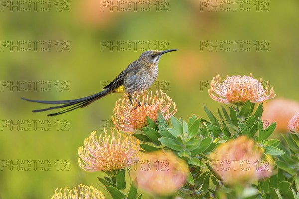 Cape sugarbird (Promerops cafer), Harold Porter National Botanical Gardens, Betty's Bay, Western Cape, South Africa, Africa