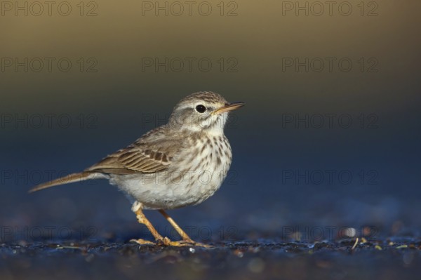 Canary Island pipit, (Anthus bertheloti) Songbird, family of stilts and pipits, Fuerteventura, Canary Islands, Spain, Europe