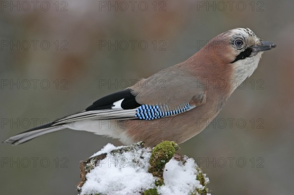 Jay, European Jay, Jay, eurasian jay (Garrulus glandarius), Geai des chênes, Arrendajo Común, Arrendajo, on perch, winter, snow, Ormoz area, Ormoz, Podravska, Slovenia, Europe