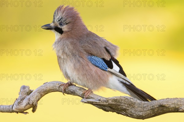 Jay, European Jay, Jay, eurasian jay (Garrulus glandarius), Geai des chênes, Arrendajo Común, Arrendajo, on perch, summer, Ormoz area, Ormoz, Podravska, Slovenia, Europe