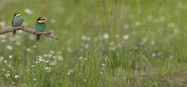 Bee-eater, (Merops apiaster), pair on perch, Tiszaalpár, Kiskunsági National Park, Bács-Kiskun, Hungary, Europe