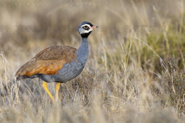 Blue bustard, (Eupodotis caerulescen), Blue Bustard, Blue Korhaan, Outarde plombée, Sisón azulado