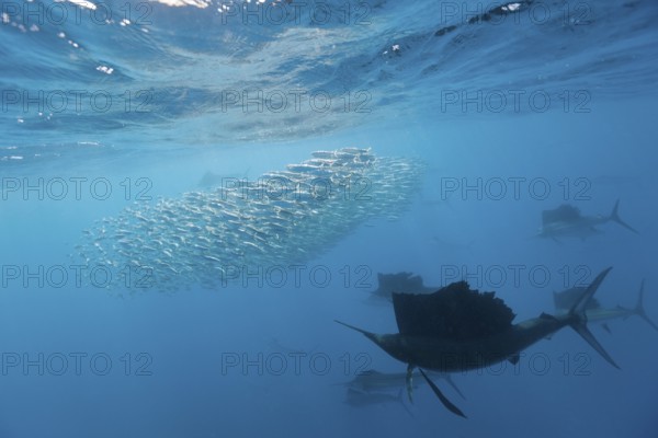 Atlantic sailfish hunting sardines, Istiophorus albicans, Isla Mujeres, Yucatan Peninsula, Caribbean, Mexico, Central America