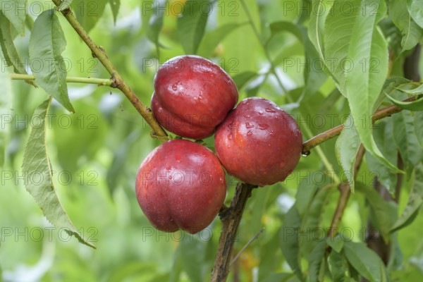 Nectarine (Prunus persica 'Big Bang'), Baum- und Rebschule Schreiber KG, Poysdorf, Lower Austria, Austria, Europe