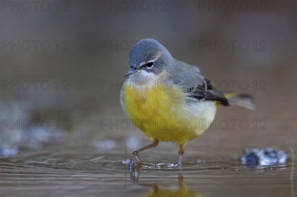Grey wagtail (Motacilla cinerea), Bergeronnette des ruisseaux, Lavandera Cascadeña, mountain wagtail, songbird species, waters, water, river, Slovenska Bistrica area, Slovenska Bistrica, Podravska, Slovenia, Europe