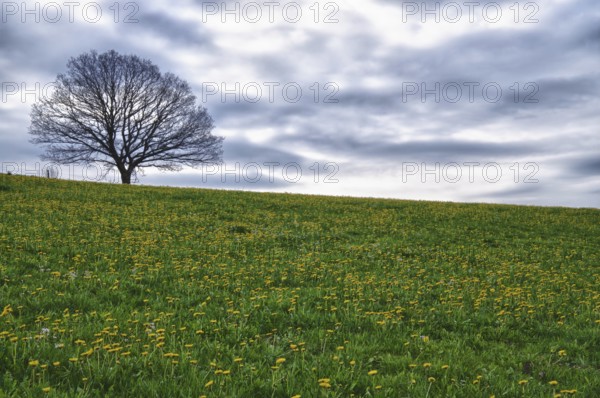 Meadow with dandelion flowers