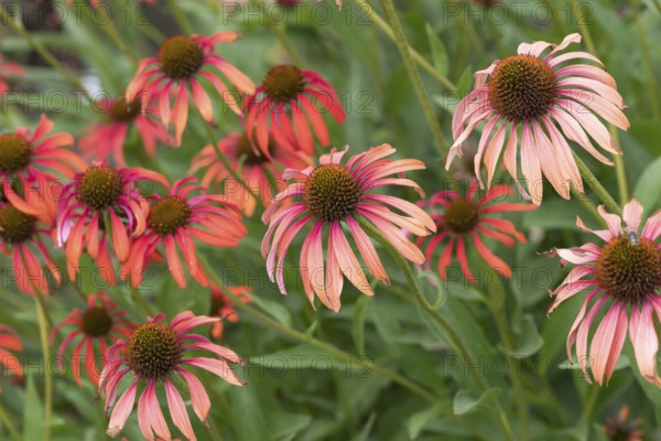 Red coneflower (Echinacea 'Tomato Soup'), Weihenstephan Gardens, Federal Republic of Germany