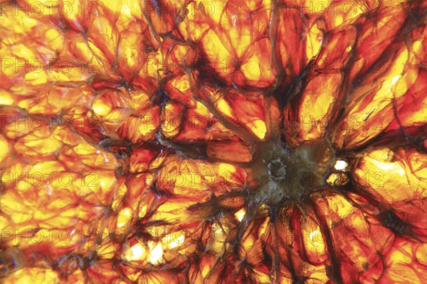 Background in orange-red-yellow