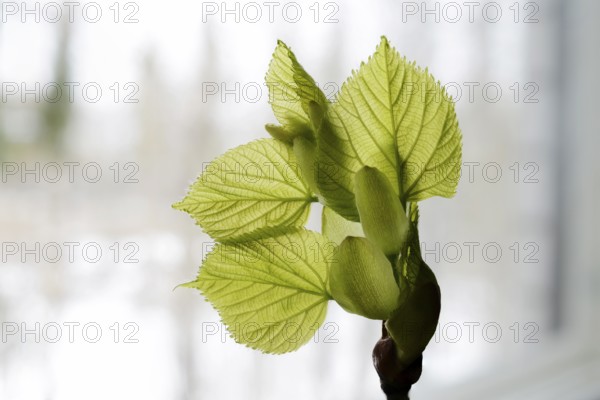 Linden tree leaf bud emerging and opening on neutral background