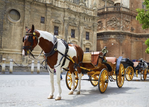 Seville horse carriages in Cathedral of Sevilla Andalusia Spain