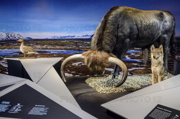 Aurochs bull and wolf, Ice Age Safari Allgäu exhibition in the Marstall, Kempten, Allgäu. Bavaria, Germany, Europe