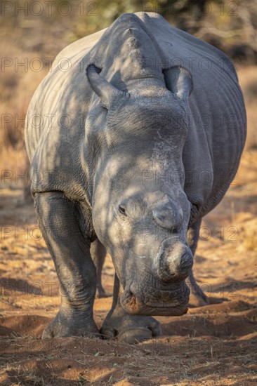 Dehorned White rhino starring at the camera, South Africa, Africa