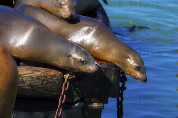 San Francisco Pier 39 lighthouse and seals at California USA