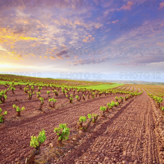 La Rioja vineyard fields by The Way of Saint James in Logrono