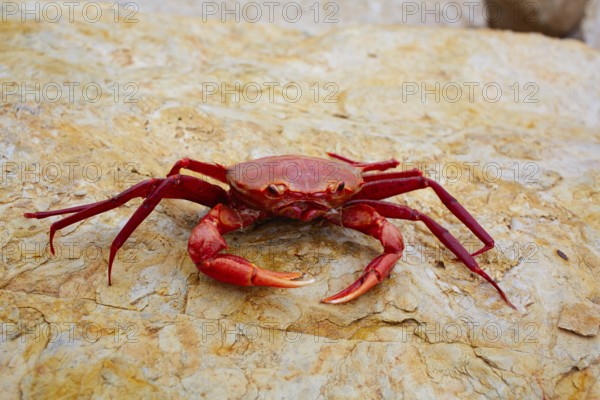 Geryon longipes is a Mediterranean crab red color