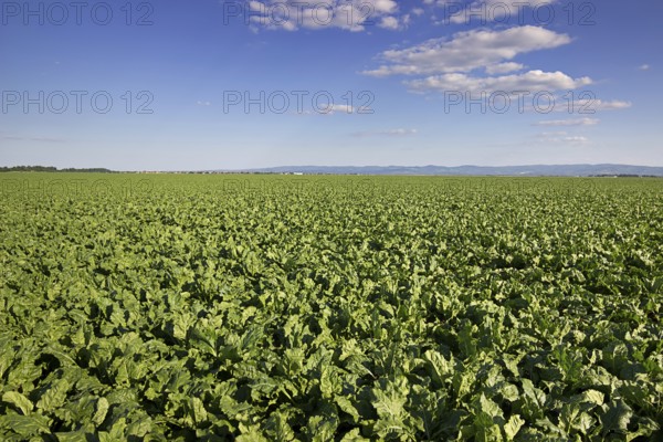 Sugar beet field. Green sugar beets in the ground