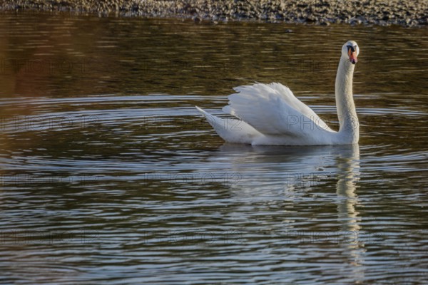 A majestic swan glides over a lake, renaturalised Isar, Landau an der Isar