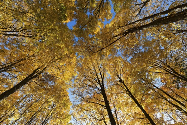 Nature, autumnal forest, view from below into the tree tops, Province of Quebec, Canada, North America