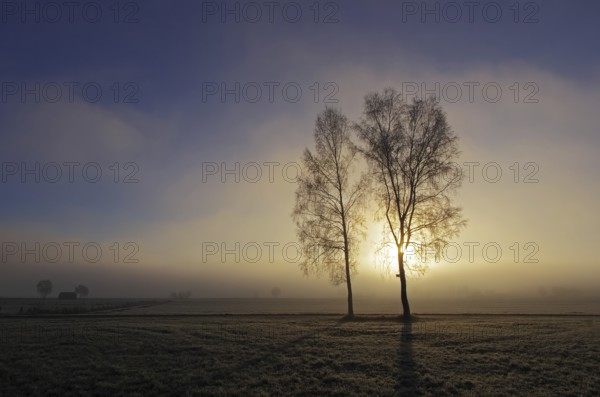Birches in the morning mist