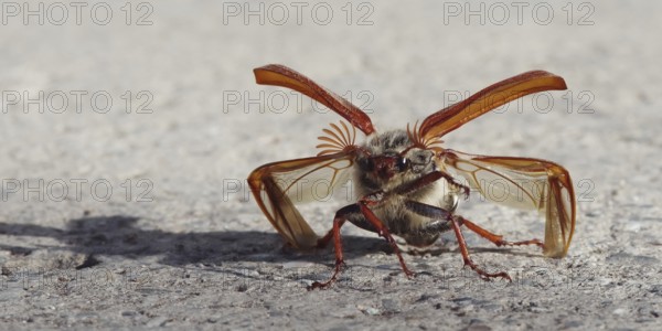 Cockchafer in front of take-off with folded up coverts and unfolded wings