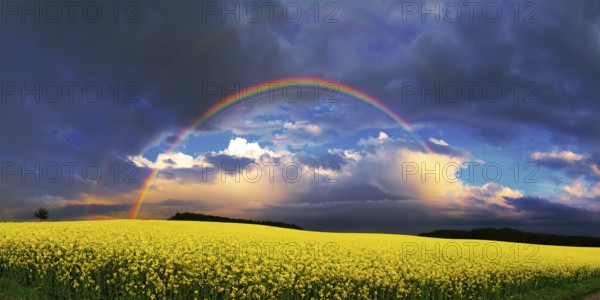 Panorama, rainbow over a rape field