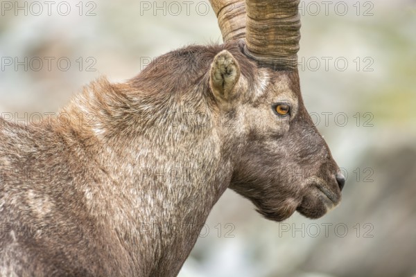 Ibex (capra ibex) in the rocky mountains of the Italian Alps. in the Grand Paradis National Park. Valsavarenche, Aoste, Italie