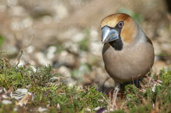 Hawfinch (Coccothraustes coccothraustes) perched on a branch in the forest