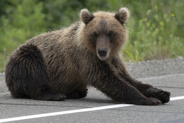 Hungry wild Kamchatka brown bear lies on asphalt road and arrogant looking at camera. Eurasia, Russian Federation, Kamchatka Peninsula