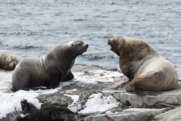 Nature of Kamchatka: rookery Steller Sea Lion or Northern Sea Lion (Eumetopias Jubatus) . Russia, Kamchatka Peninsula, Avachinskaya Bay, Petropavlovsk-Kamchatsky City