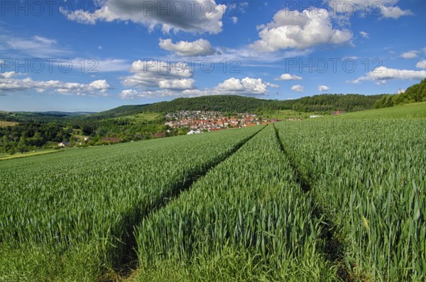 Landscape with fresh greenery