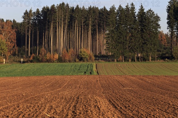 Agricultural landscape at sunset, Alpine foothills, Bavaria