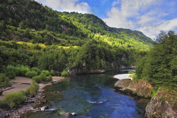 Quick creek with cold and clean water. The creek flows through dense coniferous forest