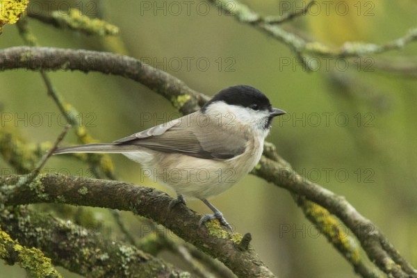 Marsh tit sitting on branch looking right
