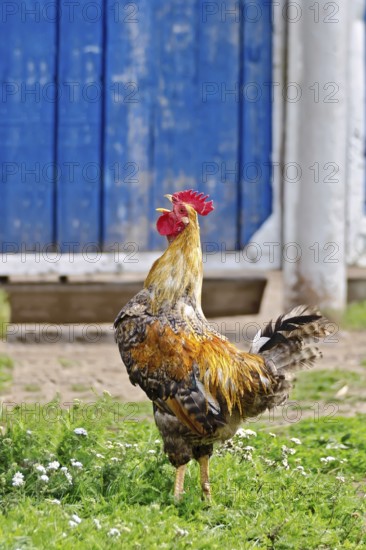 Rooster with brown and black plumage on the green grass