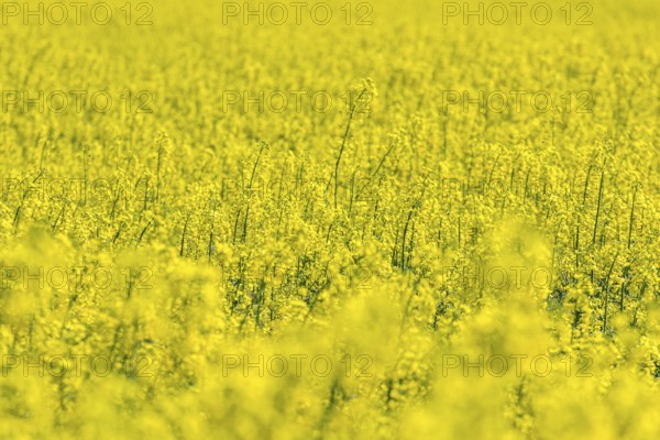 Rapeseed Flowers in rapeseed field. Blooming canola flowers